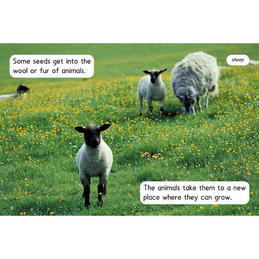 《红火箭儿童英语分级读物》（共7套） 商品图14