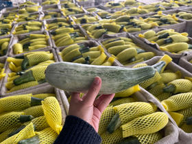 劲逮逮 羊角蜜甜瓜 宜昌秭归