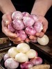 【中国地理标志产品】【大理紫皮独头蒜】 蒜味十足 20年前的味道 果径3.8cm 商品缩略图1