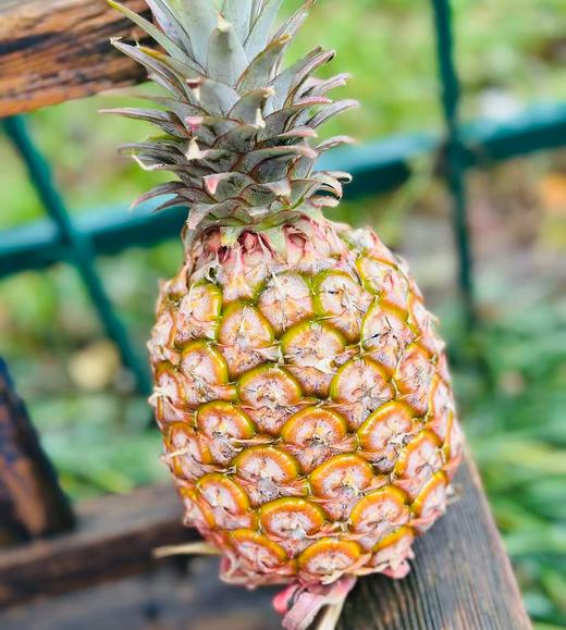 海南金钻甜心凤梨  |海南·树上熟金钻凤梨—凤梨届的天花板；连续多年熊猫指南三星上榜基地，连续六年爆款归来一口爆汁，甜度超过瘾😍味蕾的“甜蜜加油站”汁浓！肉嫩！味甜！ 商品图2