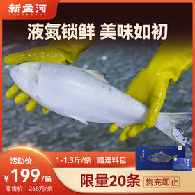 【液氮鲥鱼  限量特价】新孟河鲥鱼1-1.3斤/条 （含内脏 ）送调料包 顺丰速运 珍惜鱼种