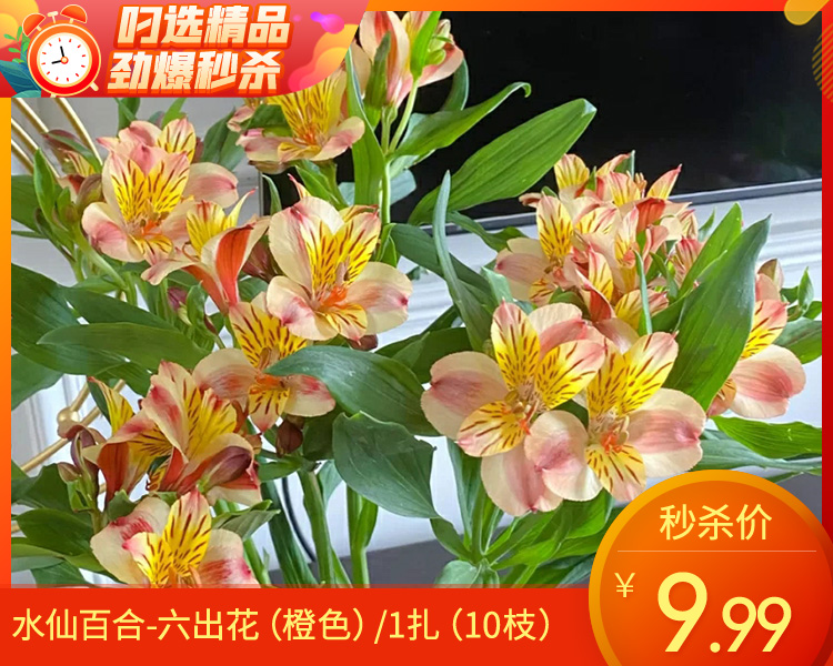 【预售-4月13日配送】水仙百合-六出花（橙色）/1扎（10枝）