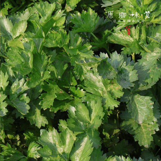 生态露天西芹【农场直发-顺丰包邮】| 3斤，5斤/箱，成都郫都区基地，【原乡农场，自产自销】 商品图10