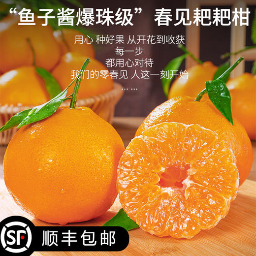 严选 | 四川春见耙耙柑 水润爽口 产地直发 顺丰包邮 8斤装 单果280g+（约16颗内） 商品图3