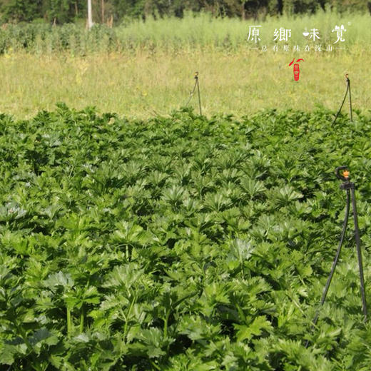 生态露天西芹【农场直发-顺丰包邮】| 3斤，5斤/箱，成都郫都区基地，【原乡农场，自产自销】 商品图9