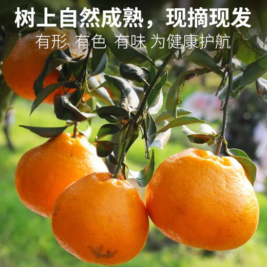 严选 | 四川春见耙耙柑 水润爽口 产地直发 顺丰包邮 8斤装 单果280g+（约16颗内） 商品图2