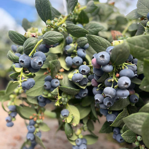 四川大凉山高山蓝莓L25 颗颗纯甜 口感脆甜多汁 一口下去满口花香味 顺丰空运 商品图4