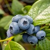 博士溯源丨云南花香蓝莓 【空运新鲜直达】 商品缩略图2