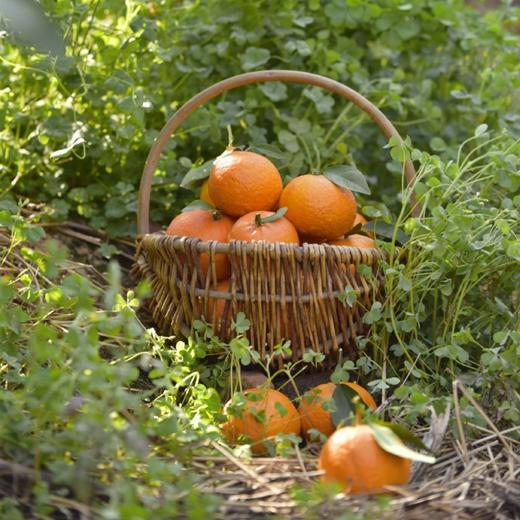 云端美沃沃柑#清甜橘香，甘甜爽口，饱满多汁，甜到心窝，高海拔山地，沙土种植 商品图7