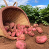 云南高原红皮土豆 | 19.9秒杀5斤！优质碳水！减脂必备！只选精品果 人工现挖现发！ 商品缩略图7