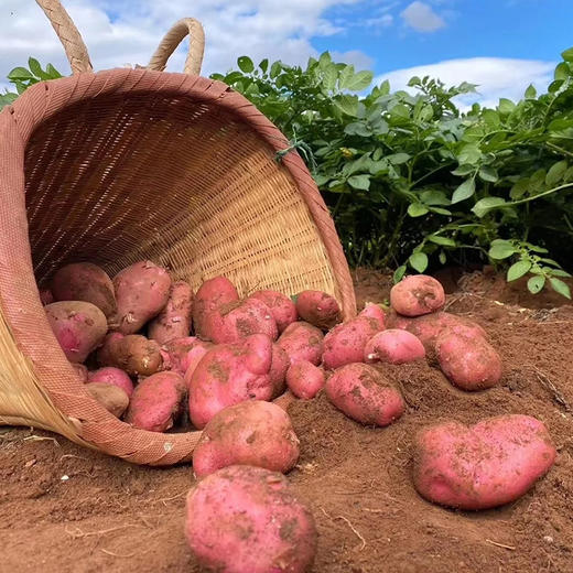 云南高原红皮土豆 | 19.9秒杀5斤！优质碳水！减脂必备！只选精品果 人工现挖现发！ 商品图7