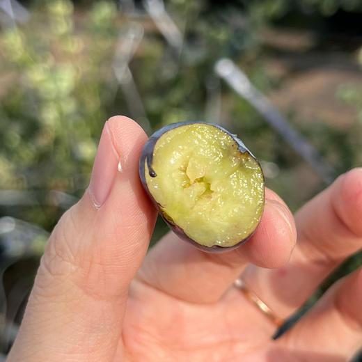 四川大凉山高山蓝莓L25 颗颗纯甜 口感脆甜多汁 一口下去满口花香味 顺丰空运 商品图5