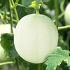 【产地直销】海南玉菇甜瓜3斤/5斤/9斤-GP 商品缩略图1