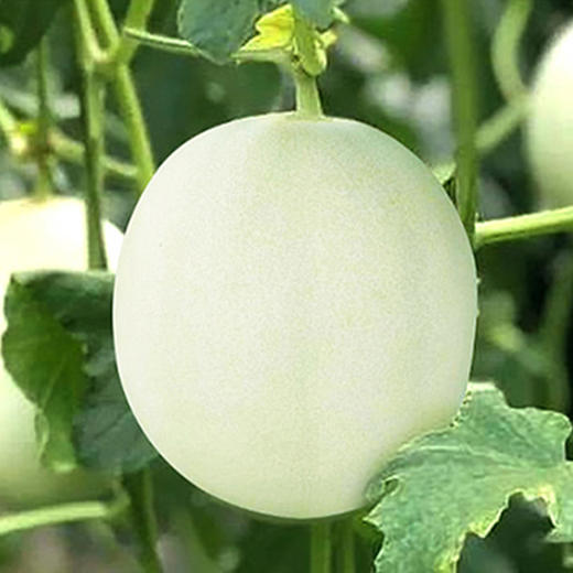 【产地直销】海南玉菇甜瓜3斤/5斤/9斤-GP 商品图1