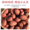 云南高原红皮土豆 | 19.9秒杀5斤！优质碳水！减脂必备！只选精品果 人工现挖现发！ 商品缩略图1