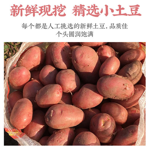云南高原红皮土豆 | 19.9秒杀5斤！优质碳水！减脂必备！只选精品果 人工现挖现发！ 商品图1