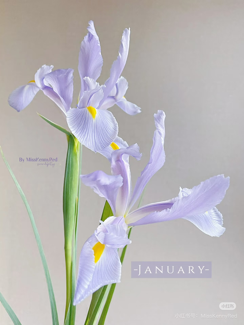 国产花材-【鸢尾】淡紫色