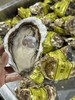 周五取货：【乳山大生蚝】一箱2斤左右，个大饱满，肉质肥美。 商品缩略图1
