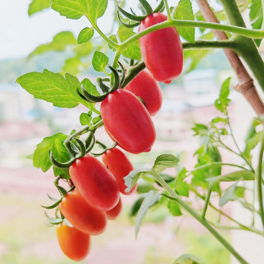 【顺丰快递】康美鲜玉女阿娇小番茄 红皮椭圆 清甜脆爽 高糖度 脆皮薄肉 清甜无酸 - CHN 商品图0