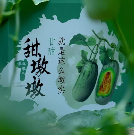 甜墩墩甜瓜（一箱净重4斤5根）要切备注 商品图3