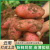 云南高原红皮土豆 | 19.9秒杀5斤！优质碳水！减脂必备！只选精品果 人工现挖现发！ 商品缩略图8