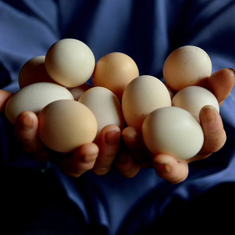 【顺丰发货】产地直采 营养丰富 | 九华山富硒土鸡蛋/散养绿壳乌鸡蛋 新鲜鸡蛋 高蛋白早餐 50枚/60枚 箱装