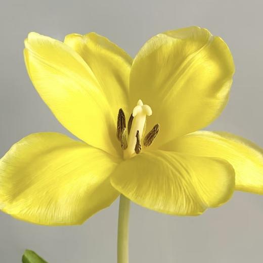 国产郁金香 | 纯金 商品图0