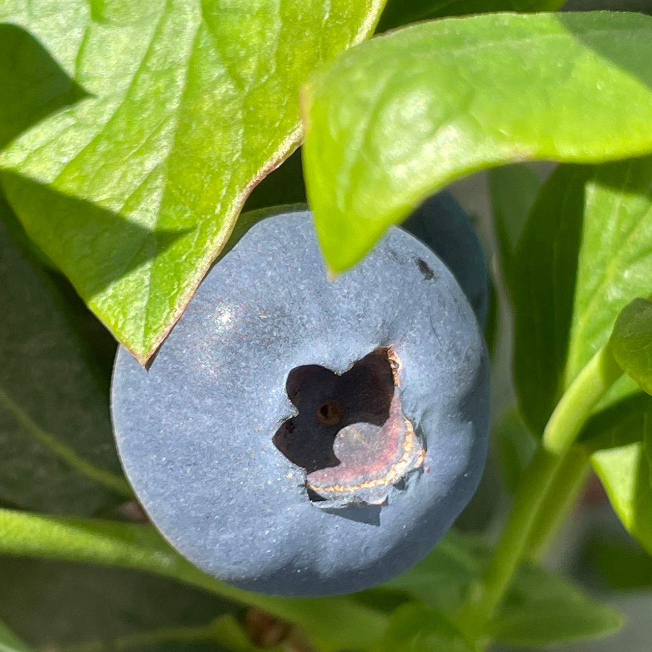 四川大凉山高山蓝莓L25 颗颗纯甜 口感脆甜多汁 一口下去满口花香味 顺丰空运