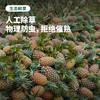 海南金钻凤梨 香甜脆嫩 满满汁水 顺丰包邮 商品缩略图3