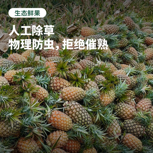 海南金钻凤梨 香甜脆嫩 满满汁水 顺丰包邮 商品图3