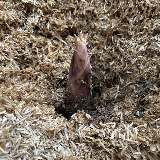 【临安春笋】肉质肥厚，爽脆鲜嫩！ 商品图4