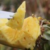 【脆甜爽口 肉质紧实】【海南南采金钻凤梨】菠萝水果 皮薄肉厚，清甜多汁 商品缩略图1