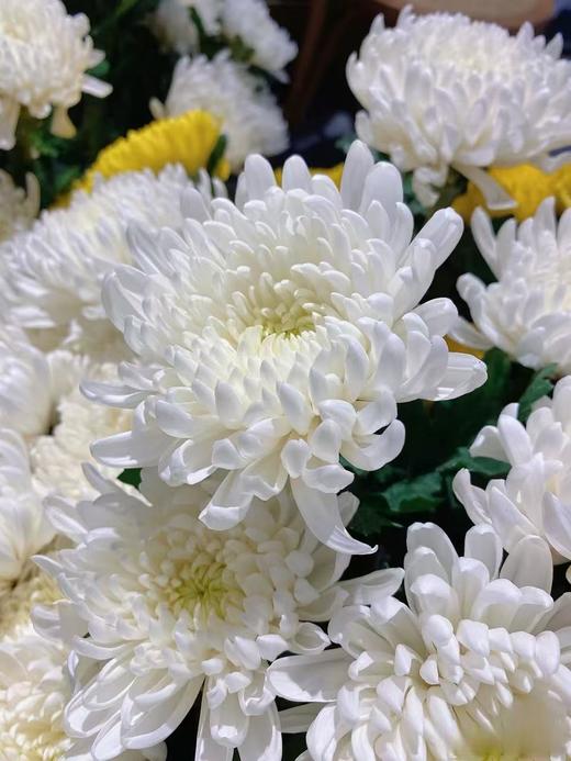 大白菊10枝 商品图0