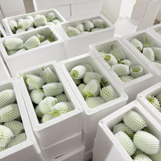 【基地直发】山东玉女小黄瓜，脆嫩多汁，自带清甜回甘，无涩腥，颠覆你对黄瓜的想象! 亦蔬亦果，解腻轻脂，净重3斤/4斤泡沫箱+网套 商品图11