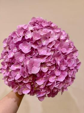 深粉色绣球1枝