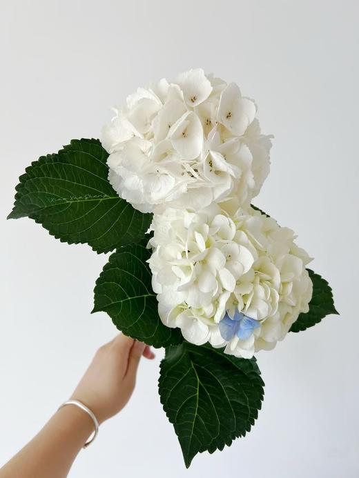 白色绣球1枝 商品图0
