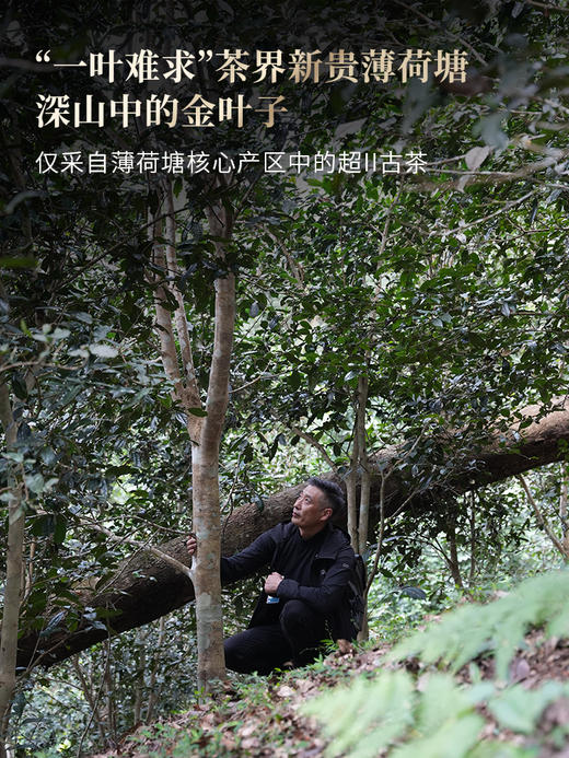 3月5日中午12点【薄荷塘高杆】2026年春茶预售重磅升级为高杆产品未被矮化的稀缺产品，树高全部超10米，薄荷塘二类高杆，媲美I类品质100克/饼 5饼/提 商品图7