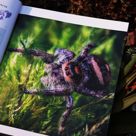 《展示：动物生存与繁衍中的社交艺术》《伪装：自然界隐蔽的生存密码》| DK前主编力荐 亲子共读推荐读物 商品图4