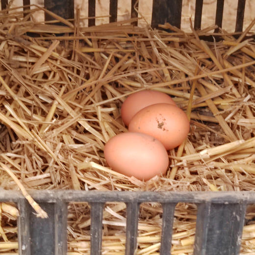 笨鸡蛋 1箱 商品图0