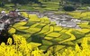春色陕南 画里春光：  古都西安 ・汉中油菜花・朱鹮・凤堰古梯田 9 天摄影创作之旅 商品缩略图0