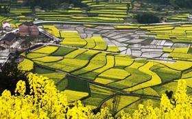 春色陕南 画里春光：  古都西安 ・汉中油菜花・朱鹮・凤堰古梯田 9 天摄影创作之旅