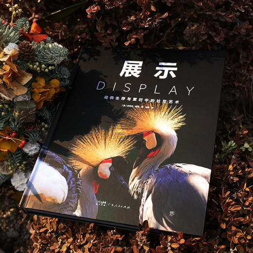 《展示：动物生存与繁衍中的社交艺术》《伪装：自然界隐蔽的生存密码》| DK前主编力荐 亲子共读推荐读物 商品图3