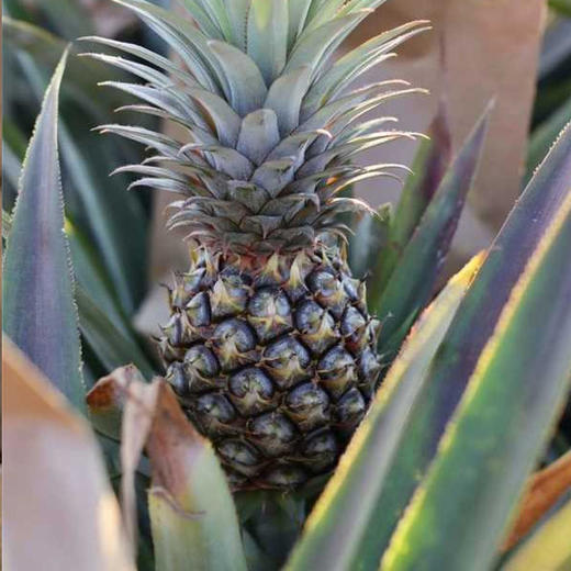 海南金钻凤梨 香甜脆嫩 满满汁水 商品图3