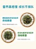 爷爷的农场 虾皮牡蛎鱼猪肉松拌饭海苔碎40g 宝宝婴幼儿辅食谱 商品缩略图4