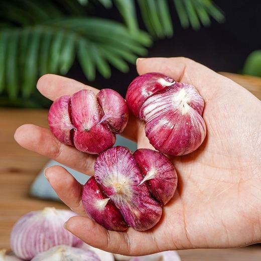 【做菜好吃❗️云南紫皮三瓣蒜】皮薄易剥，口味辛辣，鲜嫩多汁！整箱现挖鲜蒜5元宝红皮大蒜头蔬菜3三丫蒜 商品图3