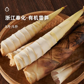 企鹅市集|浙江奉化 有机春笋雷笋 山林鲜美滋味 现挖现发