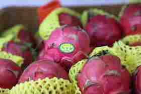 蜜宝红心火龙果（排毒瘦身）