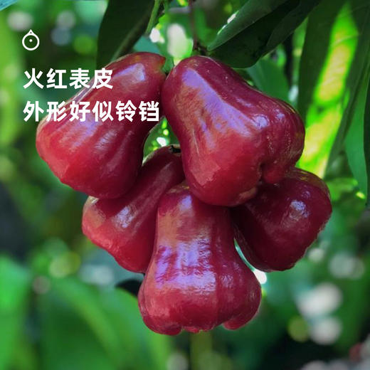 企鹅市集|海南三亚 蜜风铃莲雾 清甜爽脆多汁 生态种植 人工精选采摘 商品图1