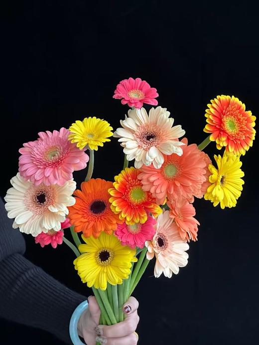 非洲菊20枝（配色） 商品图0