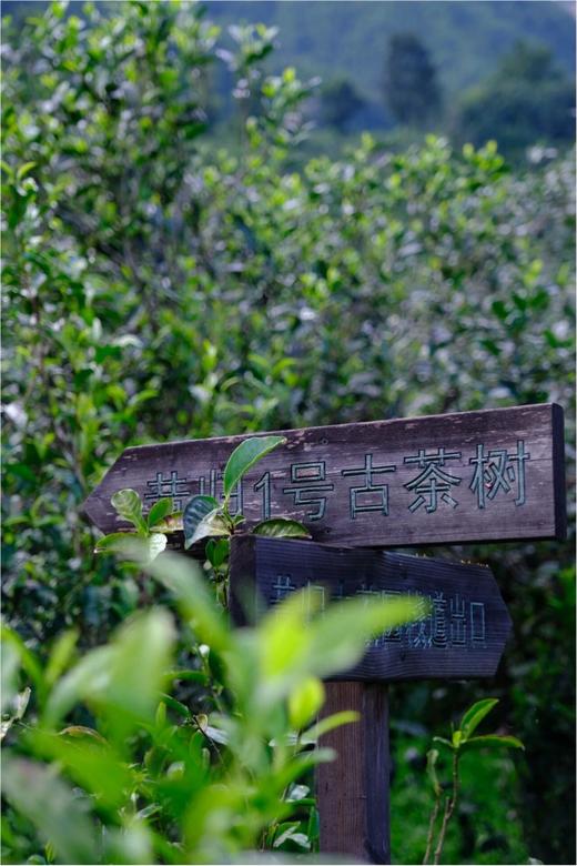 3月6日中午12点【老窖昔归熟茶】2018古树茶发酵，高端玩家必入、偏爱老窖醇厚感的茶友，不可复制的「二十年老窖池发酵」， 一窖一味，别家复刻不来。357克/饼 商品图5